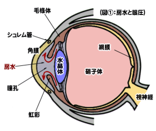 房水と眼圧