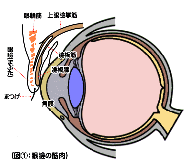 眼瞼下垂