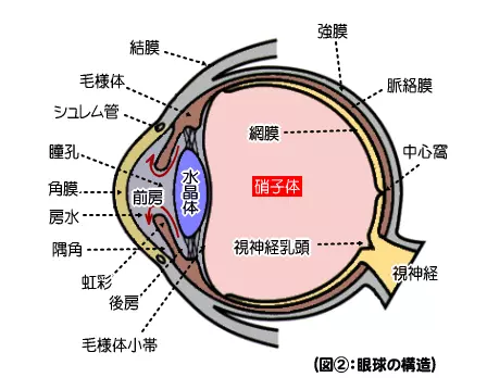 眼の構造