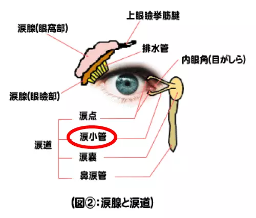 涙腺と涙道