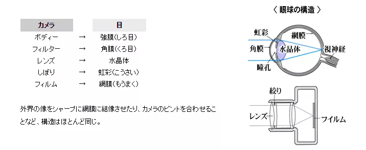 眼球の構造